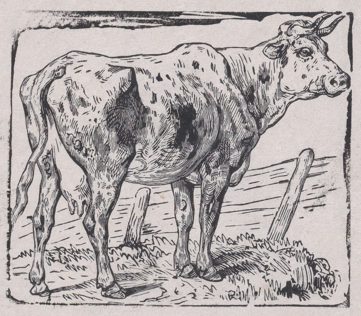 牛、カリフォルニア州。 1853年。 作： チャールズ・エミール・ジャック