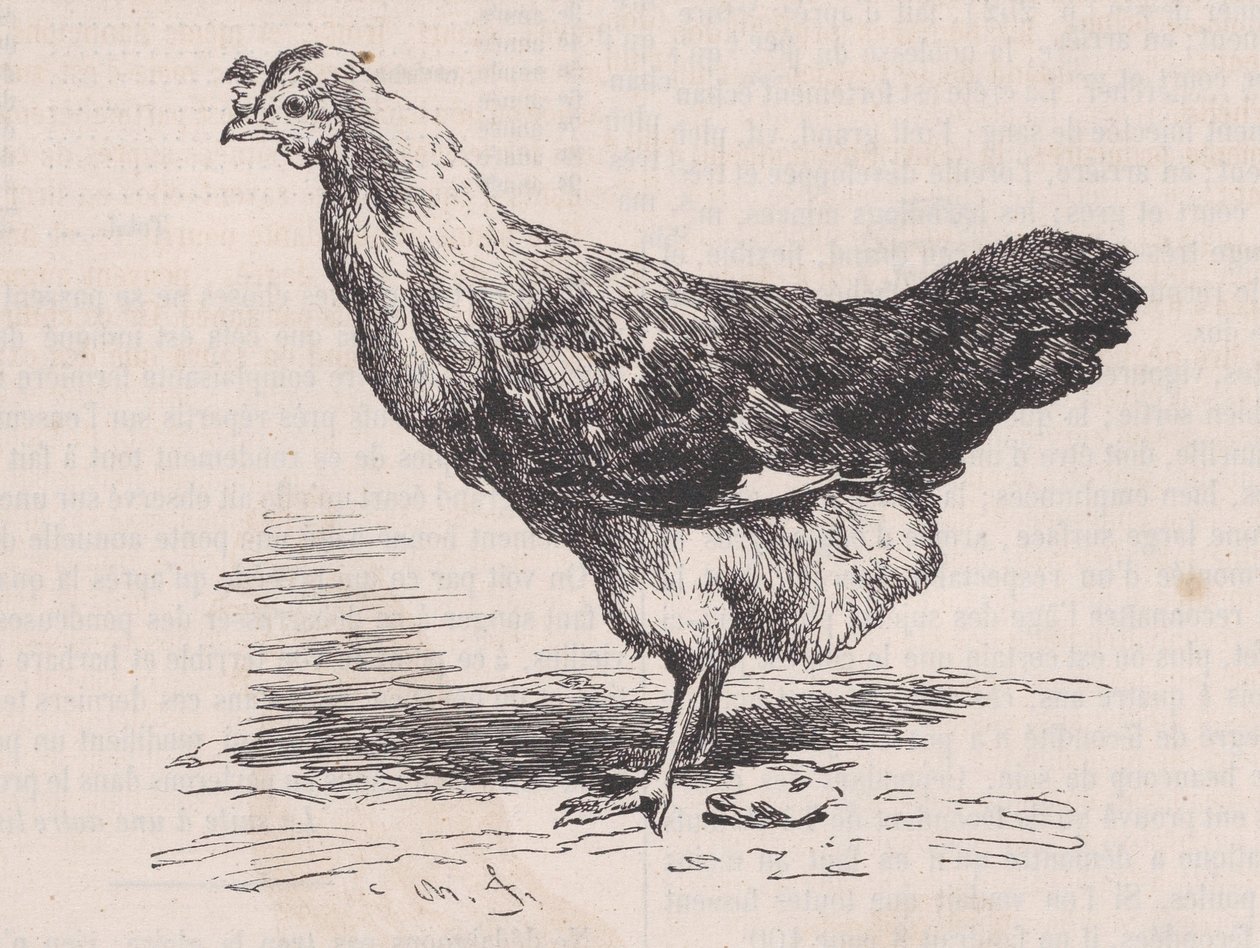 マガシン ピトレスク、カリフォルニア州からの普通のフランスのめんどり、貧しい層。 1852年。 作： チャールズ・エミール・ジャック