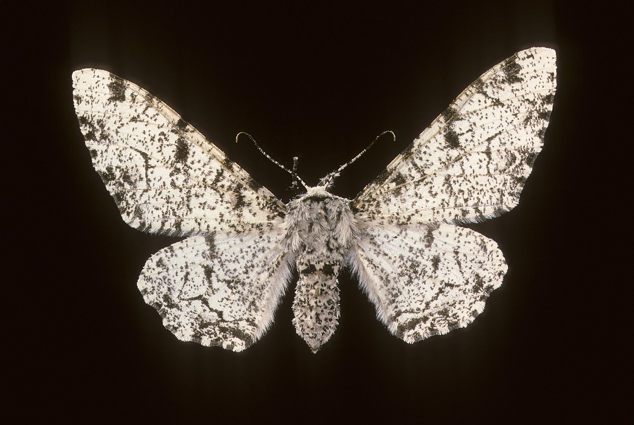 Betularia biston/Birch Phalene 作： シャルル・アンリ・ジョセフ・リケルト