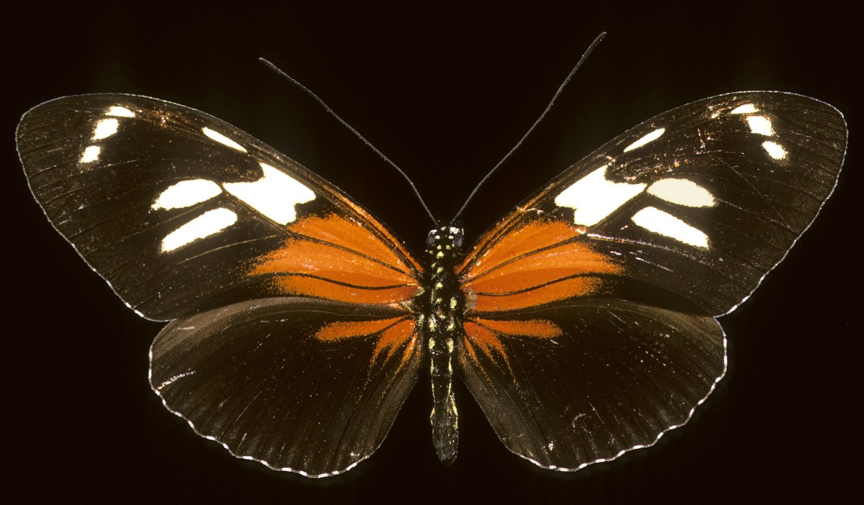Heliconius burneyi catherina/Heliconie 作： シャルル・アンリ・ジョセフ・リケルト