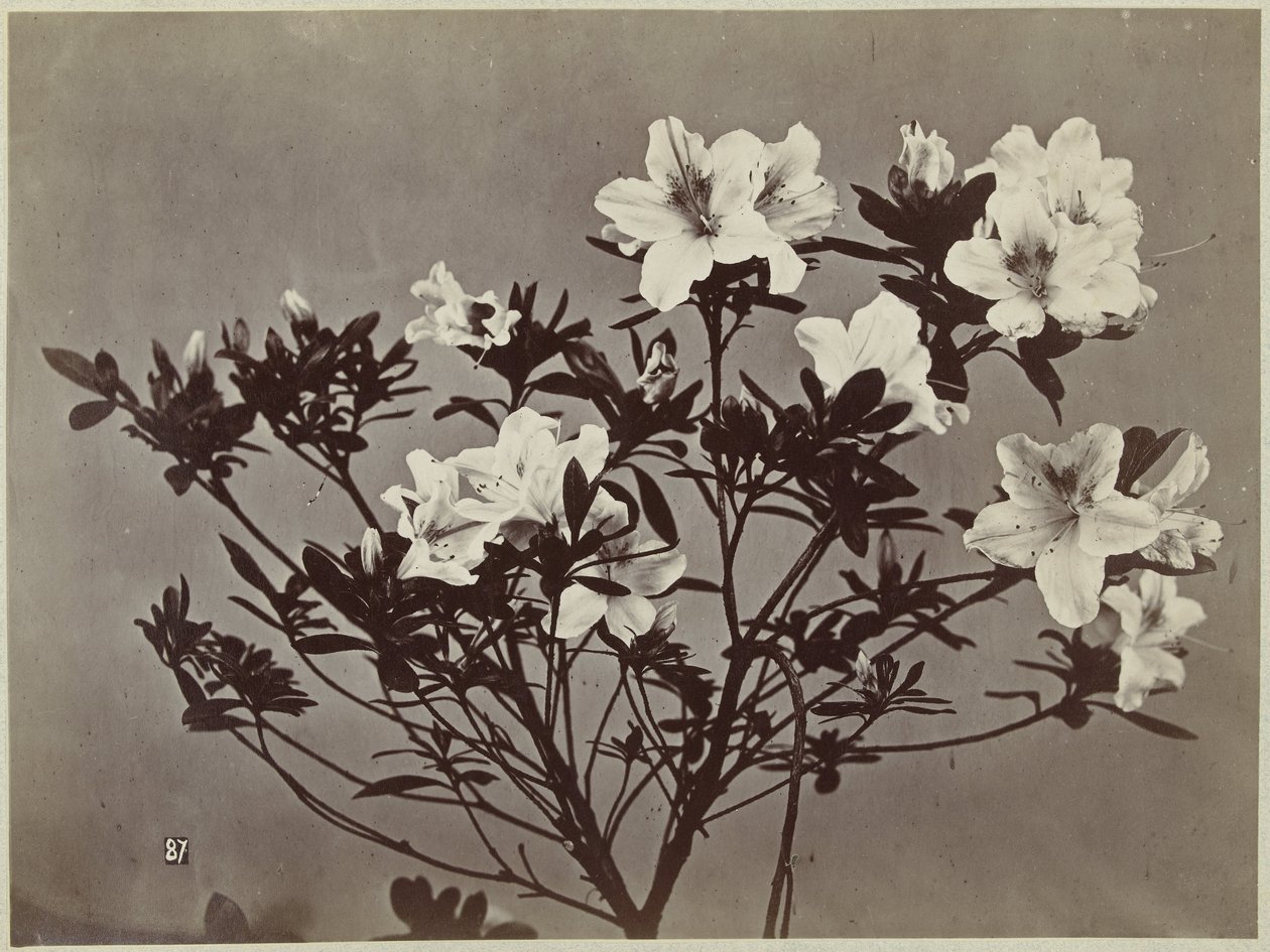 ユリのある花の静物 作： チャールズ・ヒッポリテ・オーブリー