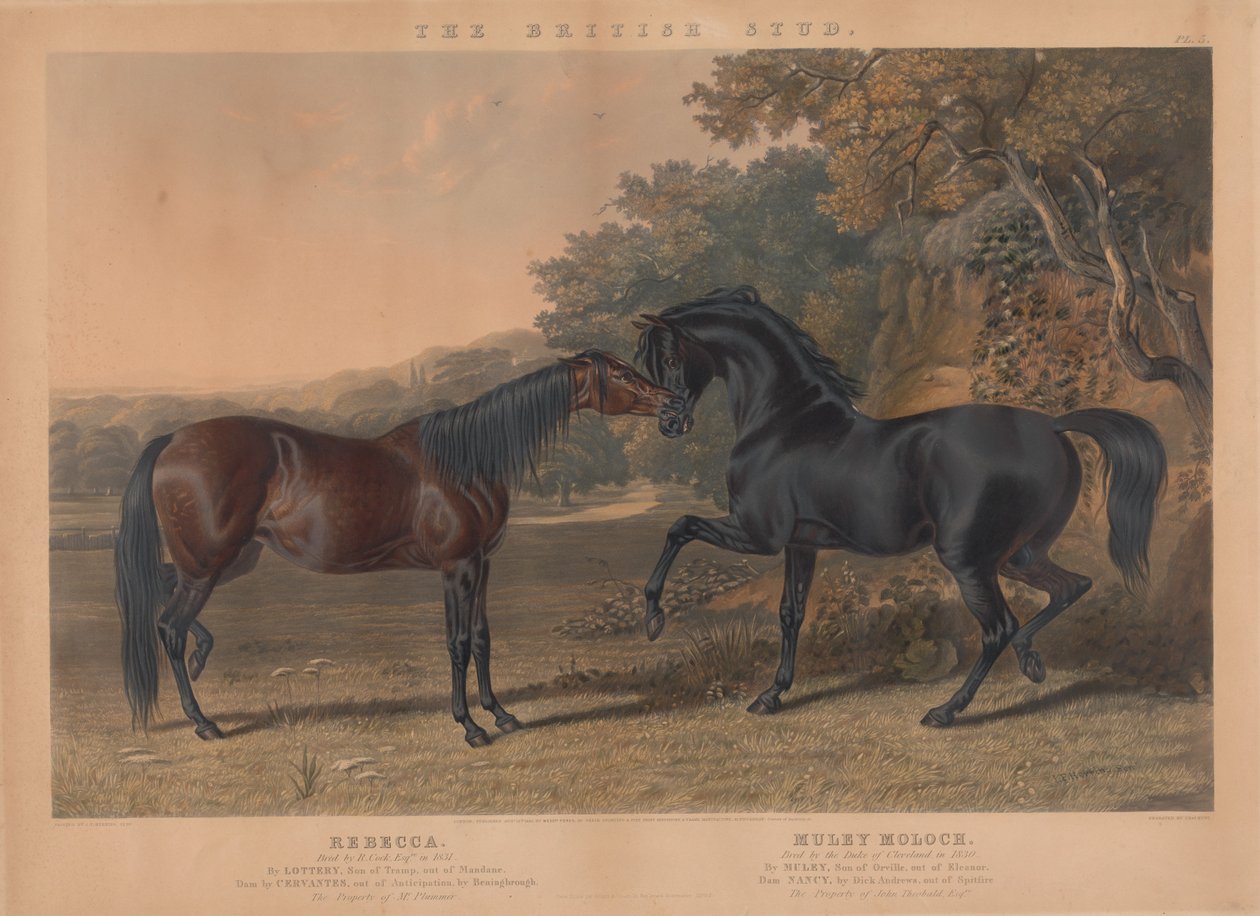 Der britische Zuchtpferd: Pl. 5. "Rebecca" gezüchtet von R. Cock, Esqr. im Jahr 1831; "Muley Moloch" gezüchtet vom Herzog von Cleveland im Jahr 1830 作： チャールズハント