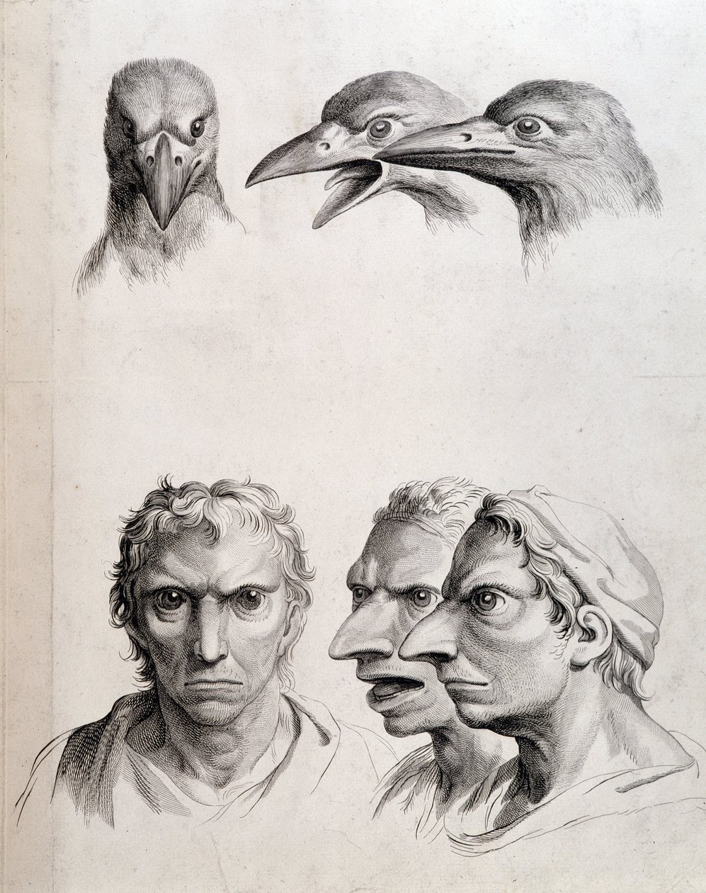 鳥と "人間鳥 "のプロフィール - ルブランの「動物と比較した人間の人相学の考察」にて 作： チャールズ・ル・ブラン