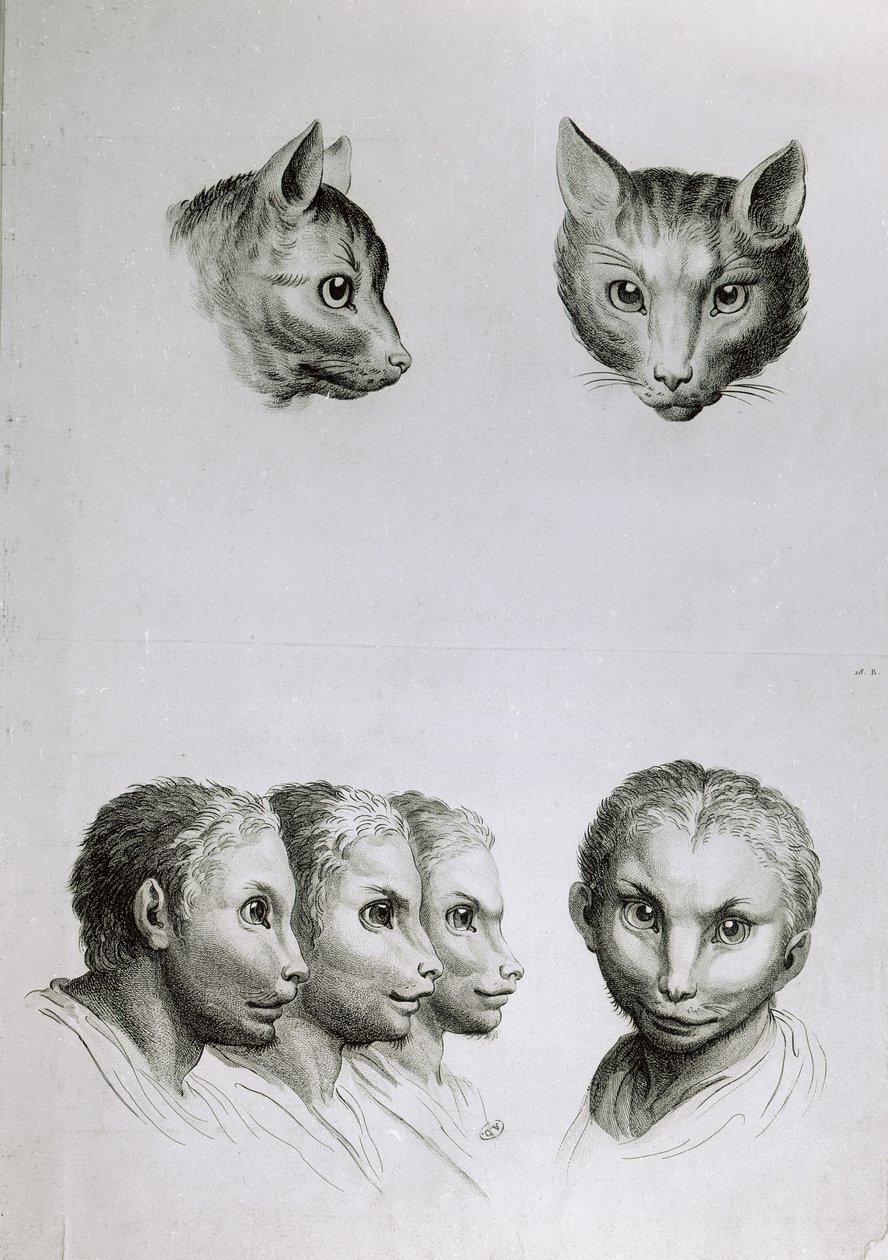猫の頭と男の類似点、ル・ブラン著「描き始めた人のための描写本」より 作： チャールズ・ル・ブラン