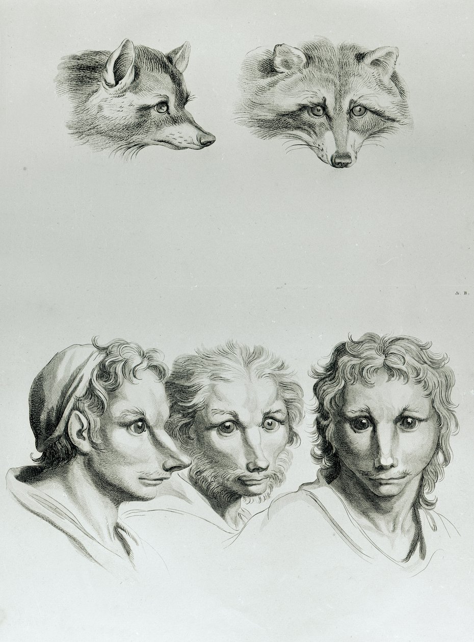 キツネの頭と男の類似点、ルブランの「描き始める人々のための描写本」から 作： チャールズ・ル・ブラン