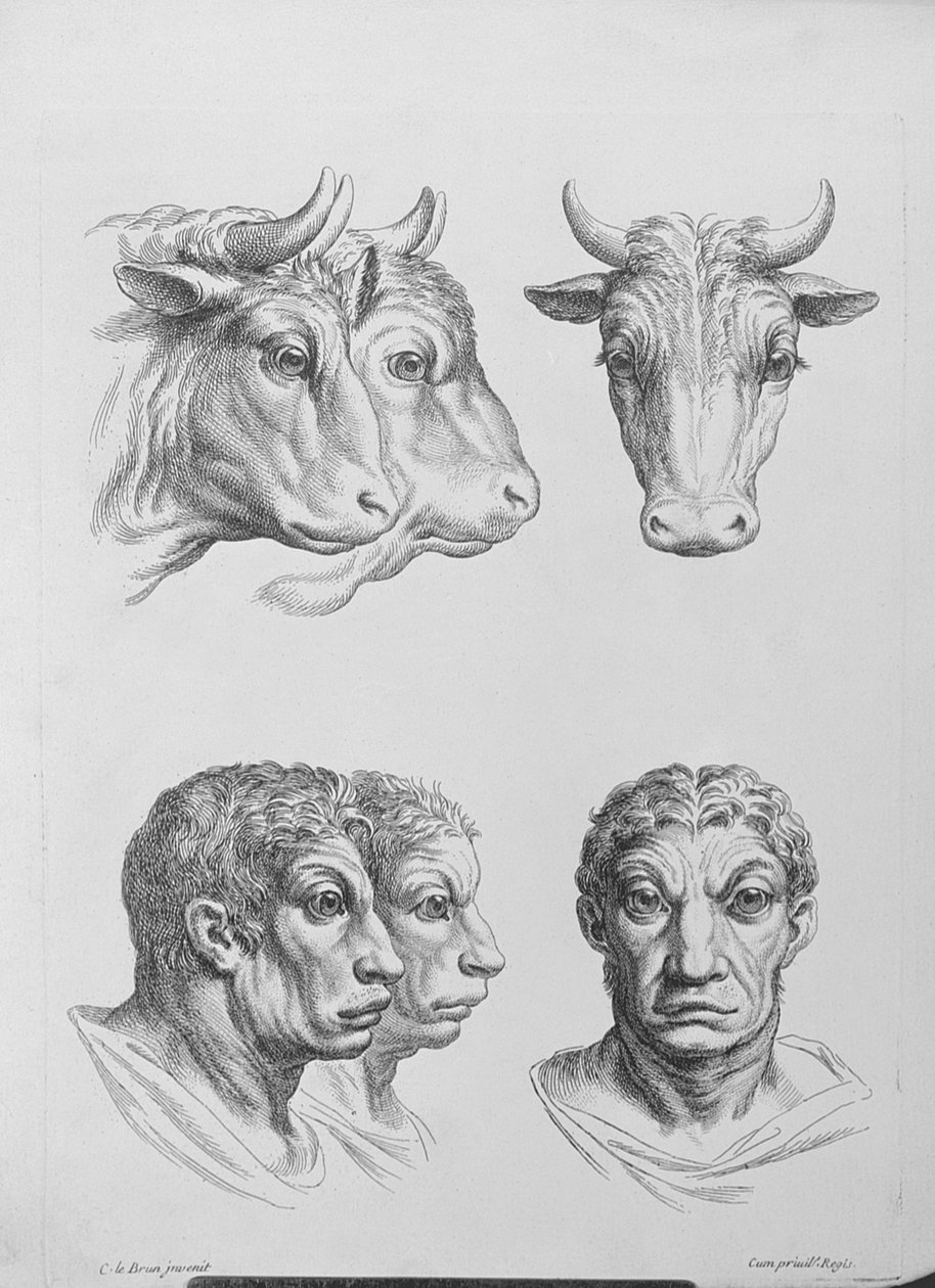 牛の頭と男の類似点、ルブランの「描き始める人々のための描写本」から 作： チャールズ・ル・ブラン