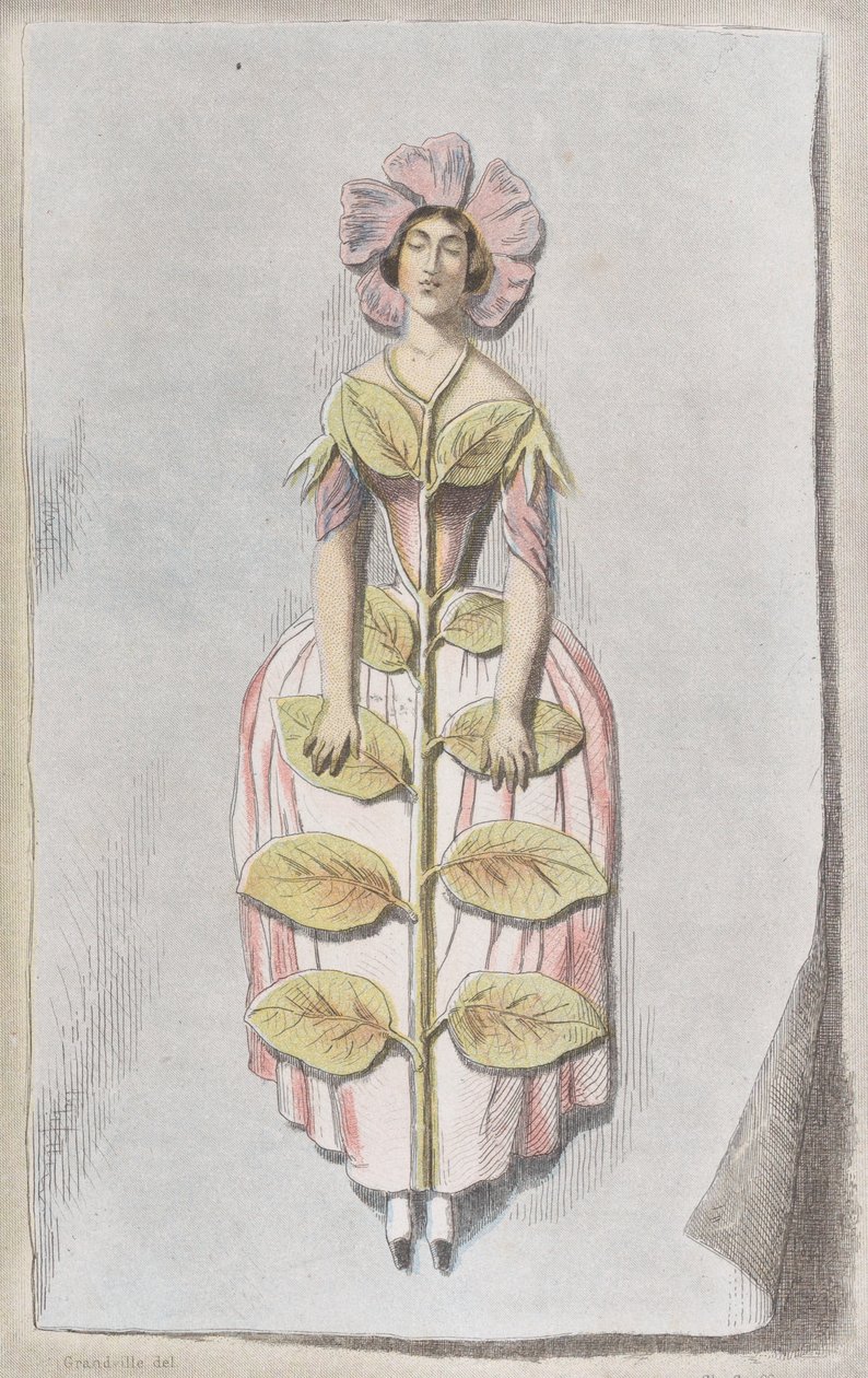 乾燥したツルニチニチソウ、「Les Fleurs Animées」より、1847., 1847. 作： チャールズ・ミシェル・ジェフロワ