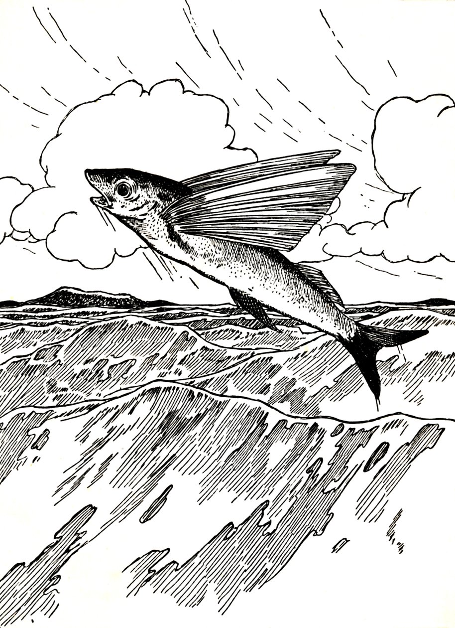 飛魚、1912 作： チャールズ・ロビンソン