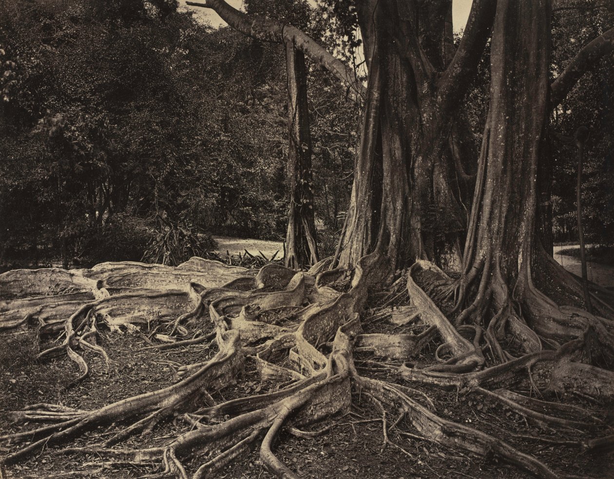ゴムの木、アッサム、インド Ficus Elastica、1880 年代。 作： チャールズ・T・スコーウェン