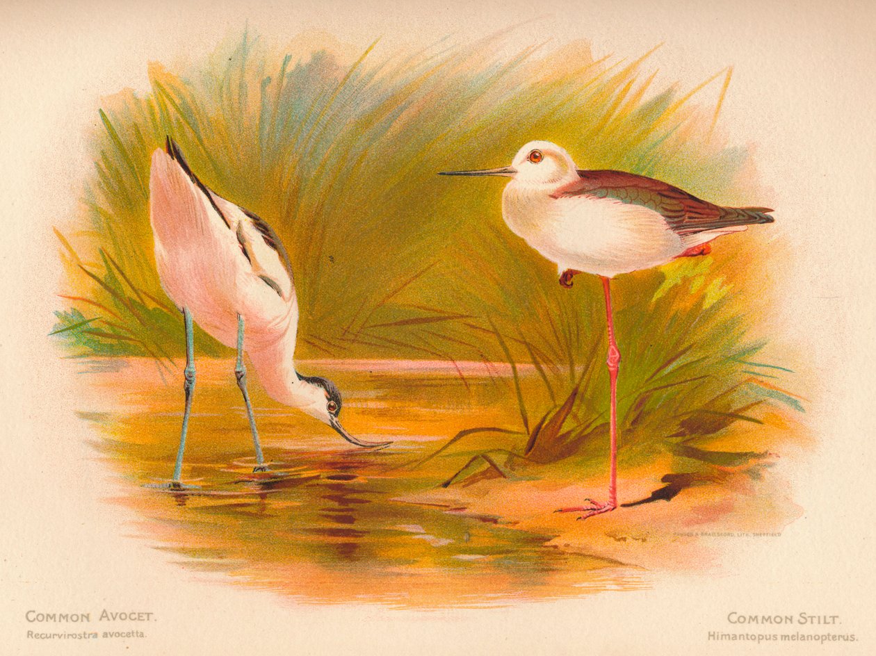 Common Avocet Recurvirostra avocetta、Common Stilt Himantopus melanopterus、1900、1900 作： チャールズ・ウィンパー
