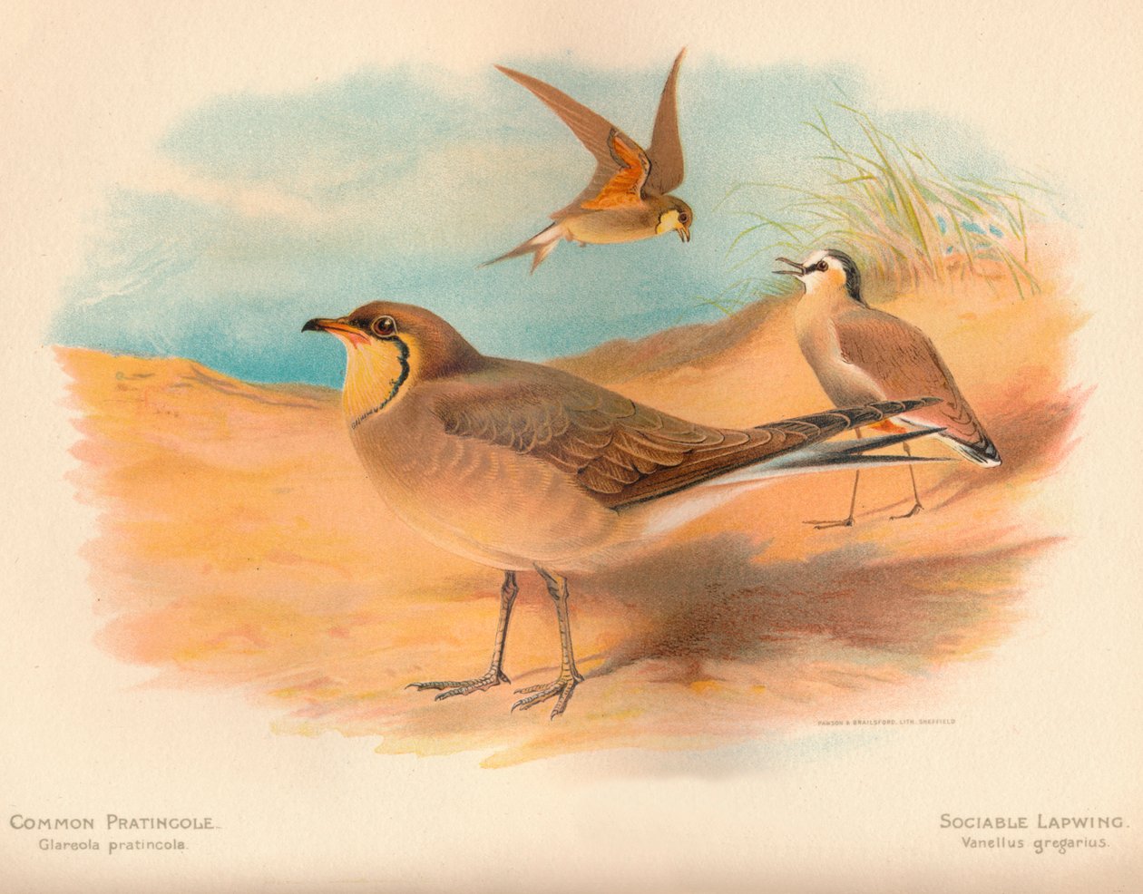 Pratincola common Glareola pratincola、Sociable Lapwing Vanellus、1900年、1900年 作： チャールズ・ウィンパー