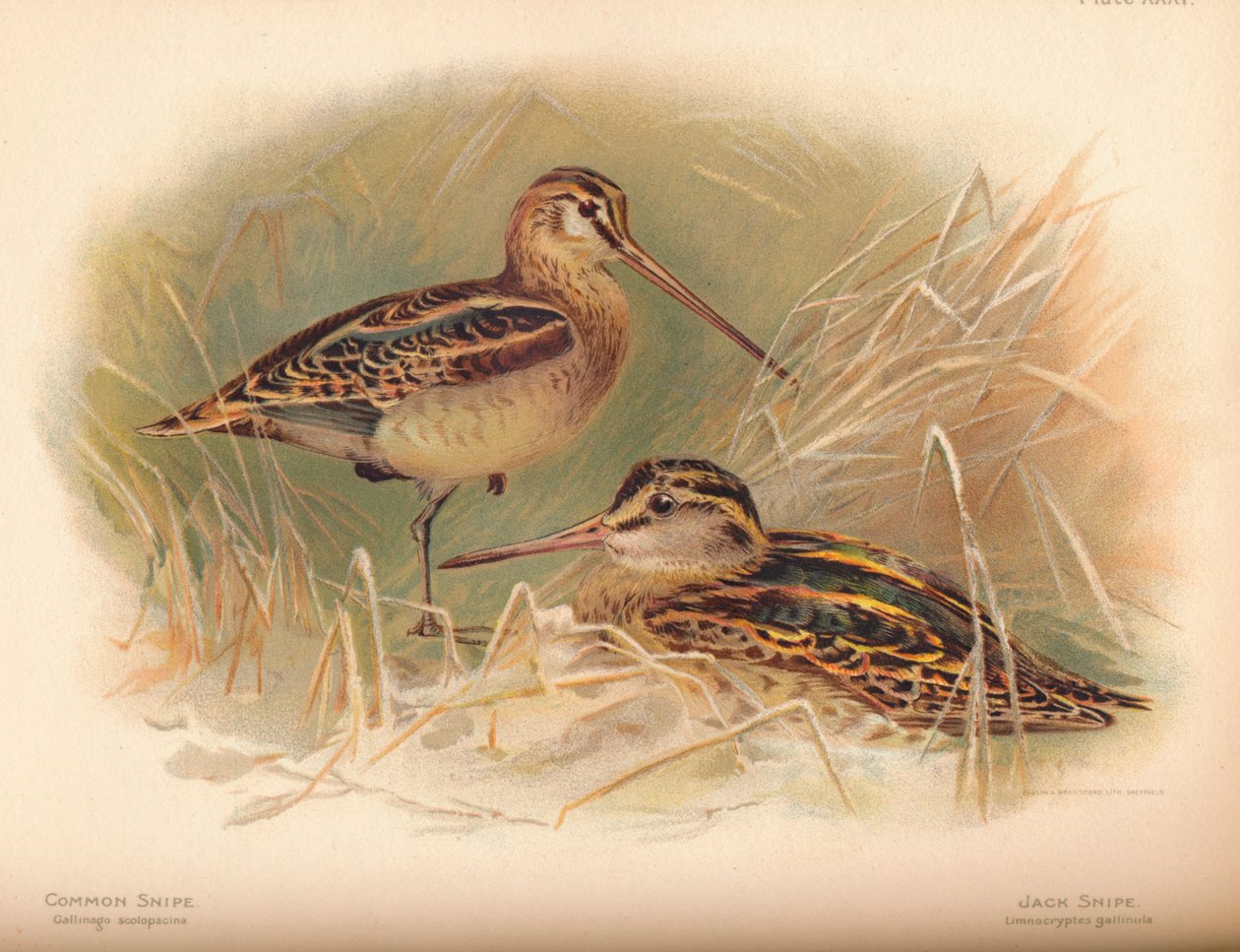 一般的なスナイプGallinago scolopacina、ジャックスナイプLimnocryptes gallinula、1900年、1900年 作： チャールズ・ウィンパー