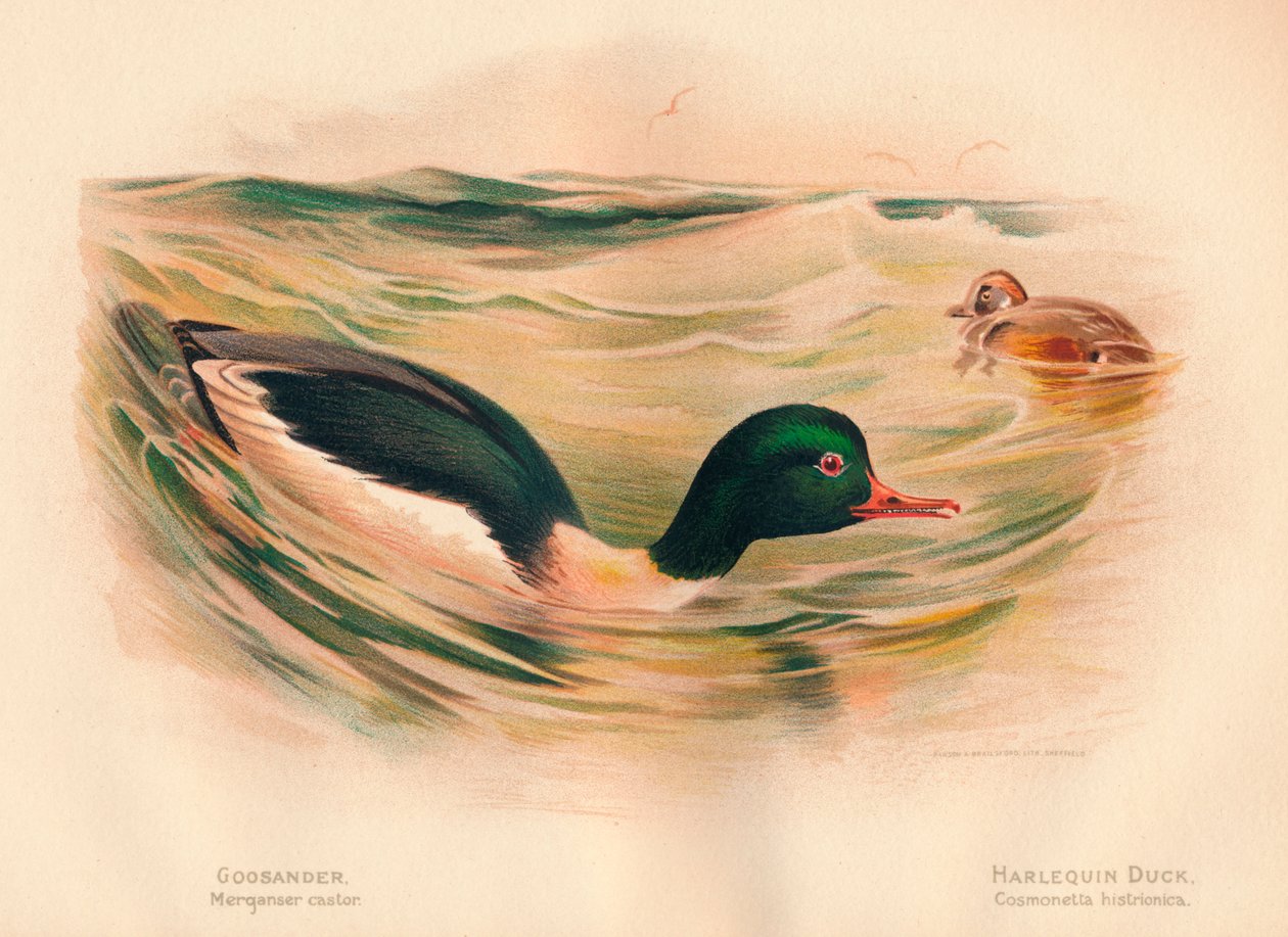 Goosander Merganserキャスター、Harlequin Duck Cosmonetta histrionica、1900年、1900年 作： チャールズ・ウィンパー
