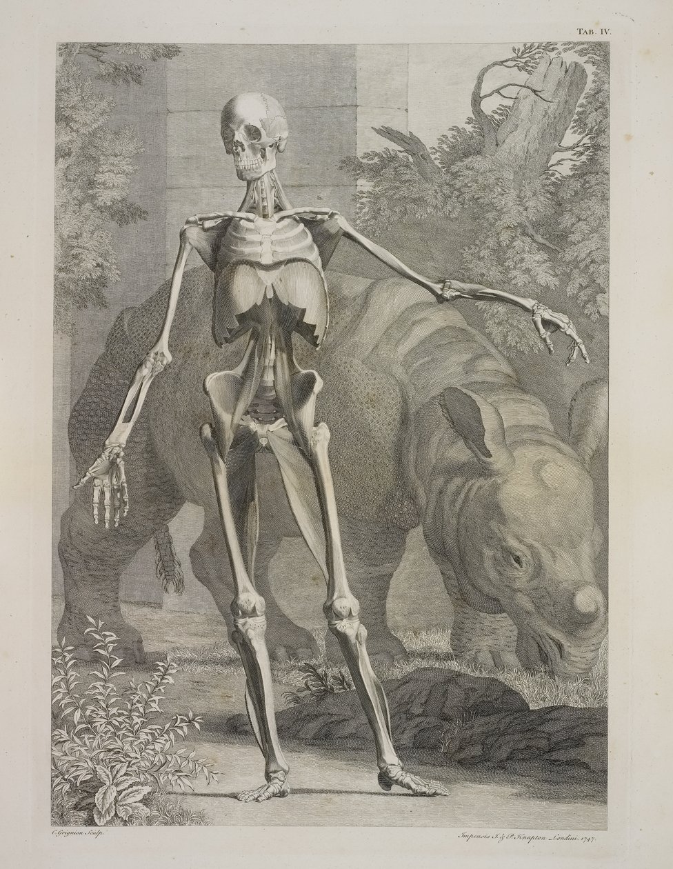 Skeleton and Rhinoceros, Tables of the Skeleton and Muscles of the Human Body, by Bernhard Siegfried Albinus 作： チャールズ・ザ・エルダー・グリニオン