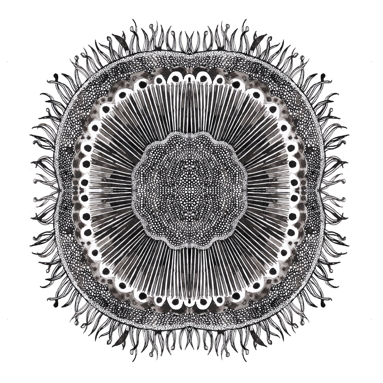 植物細胞、2019年（ペンとインク） 作： Charlotte Orr