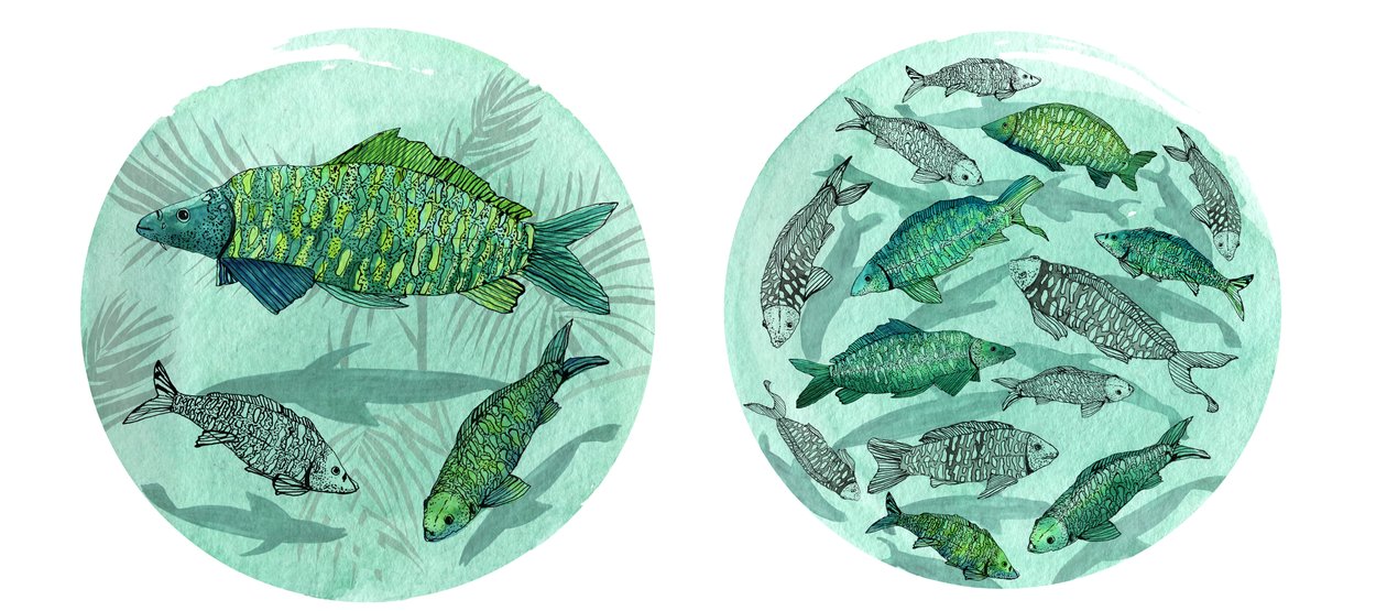 小さな魚の大きな池、2018年（ペンとインク、水彩とデジタル） 作： Charlotte Orr