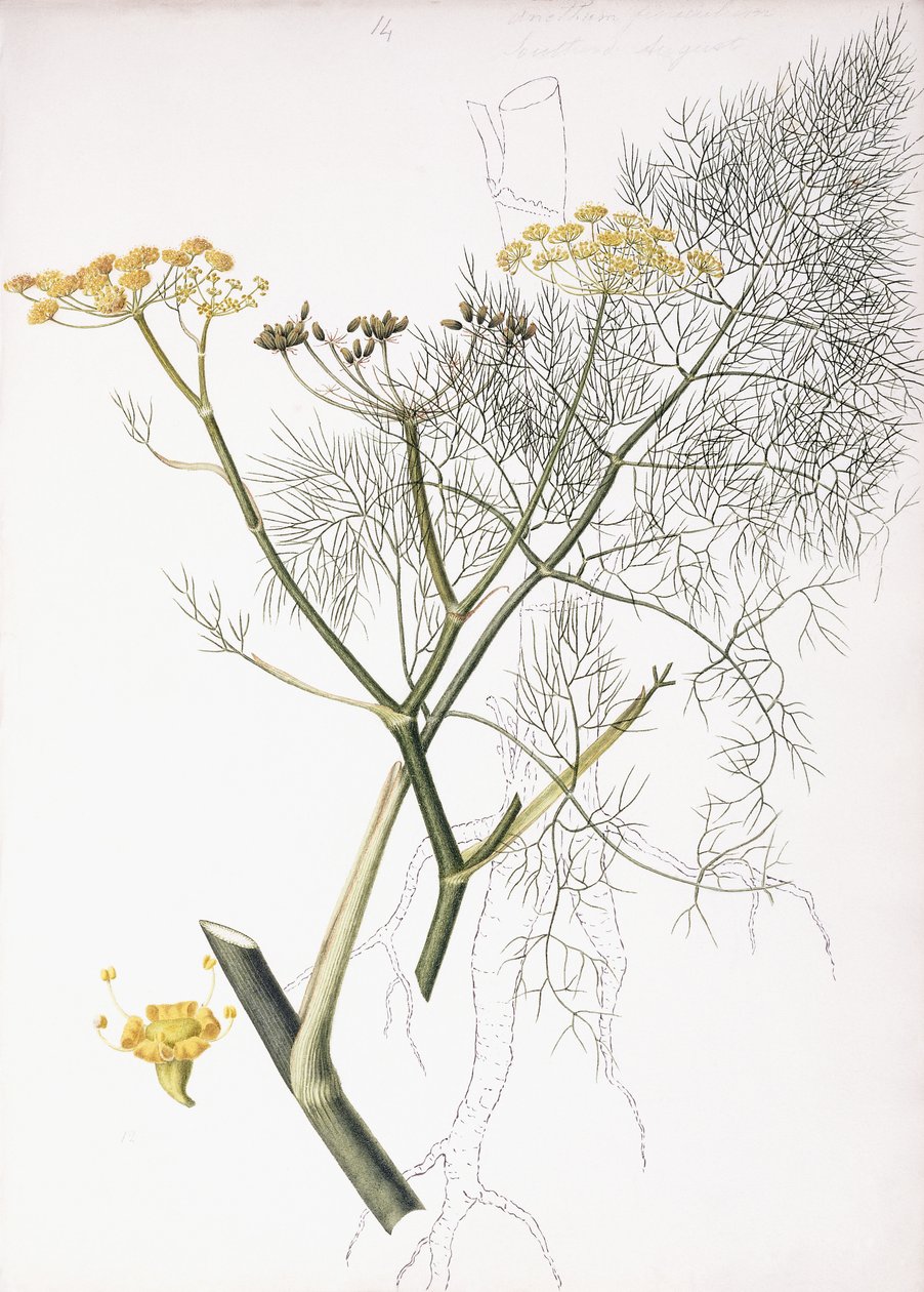 植物学、1822-1845 作： シャーロット・ストリックランド
