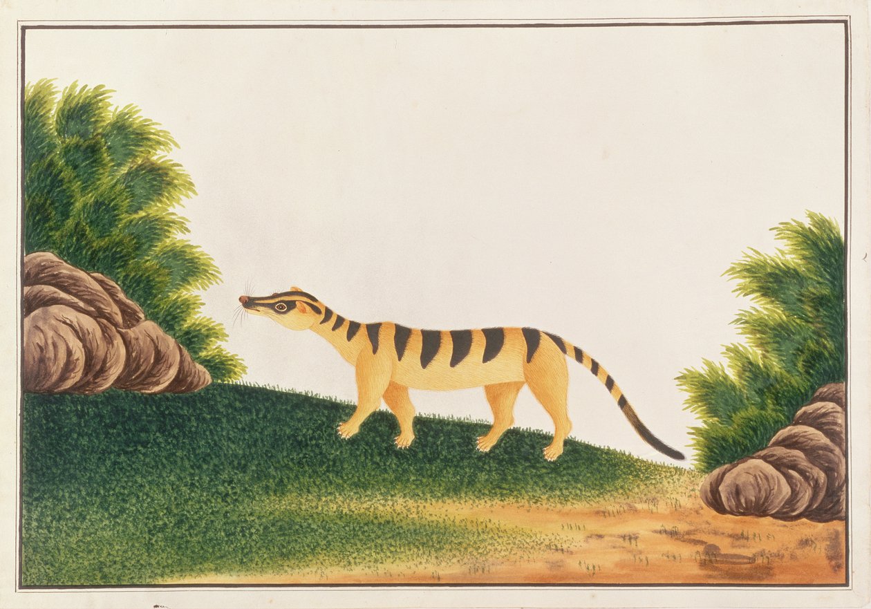 Banded Palm Civet、動物の絵、昆虫、マラッカの爬虫類、c.1805-18（紙＆ガッシュ付き） 作： 中国語学校