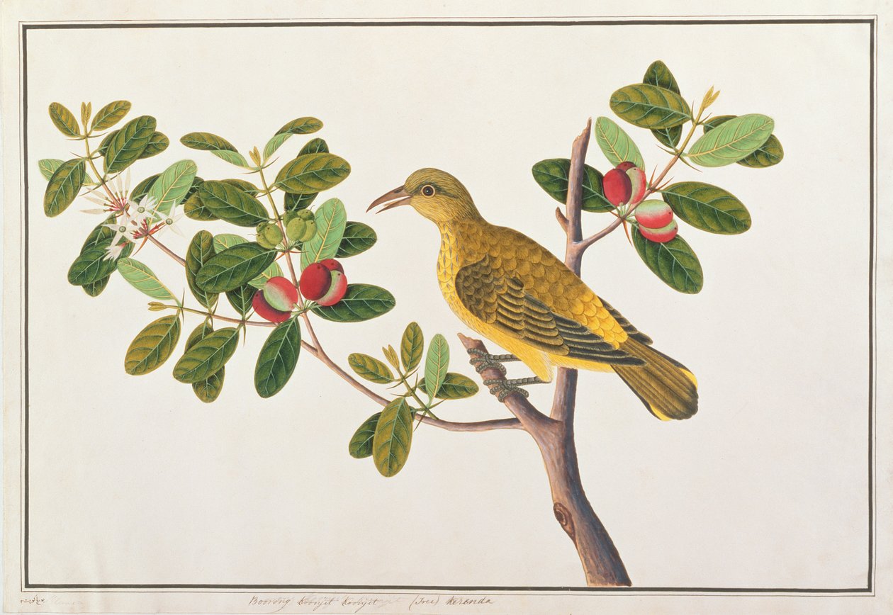 マラッカの鳥の絵、1805-18年頃の黒napedオリオール（紙にトイレ） 作： 中国語学校