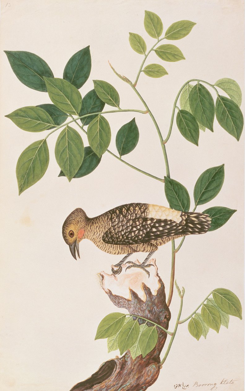 バフランプドキツツキ、マラッカの鳥の絵、1805-18年頃（紙にトイレ） 作： 中国語学校
