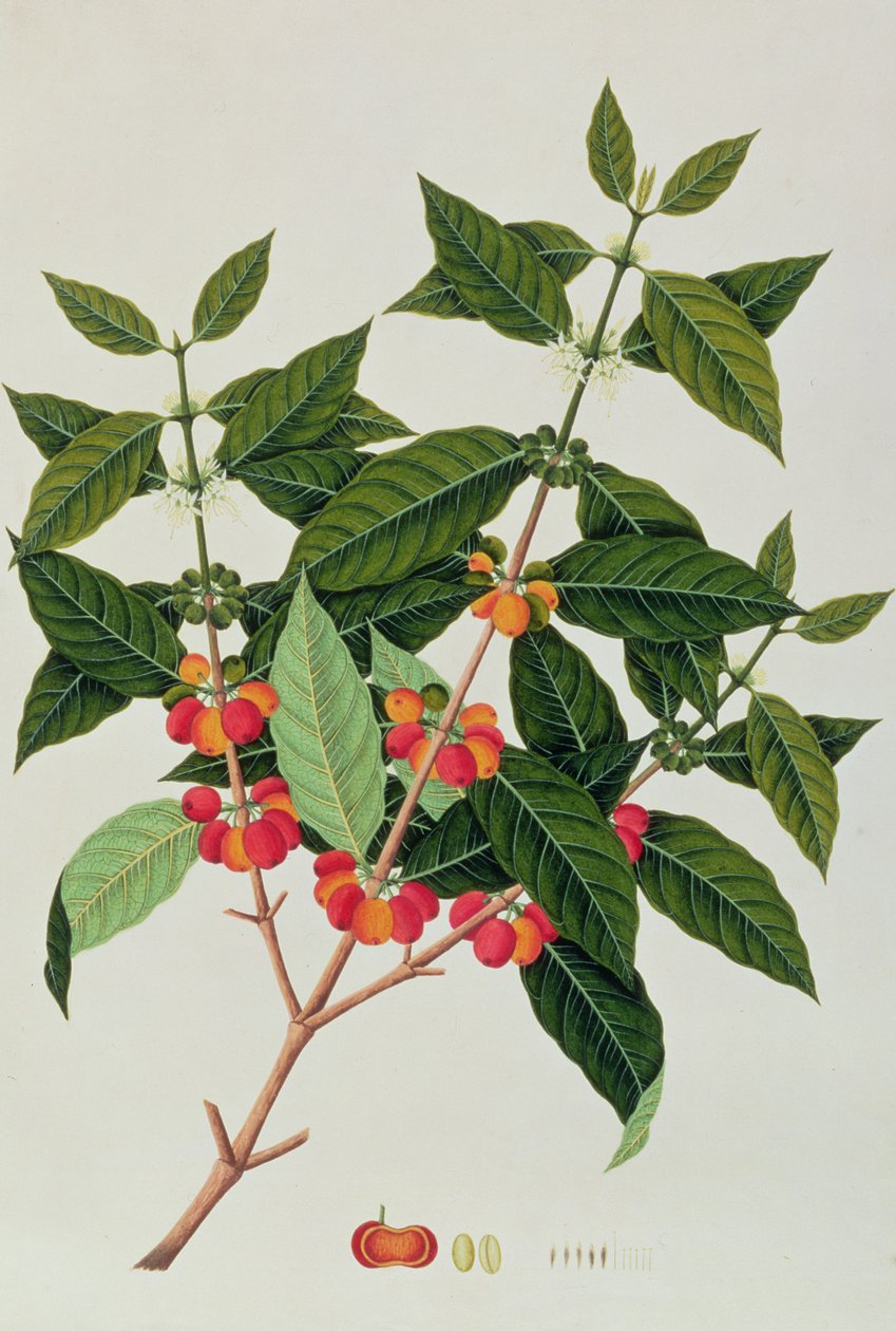 マラッカの植物の絵からのコーヒー、1805-18年頃（紙にWC） 作： 中国語学校