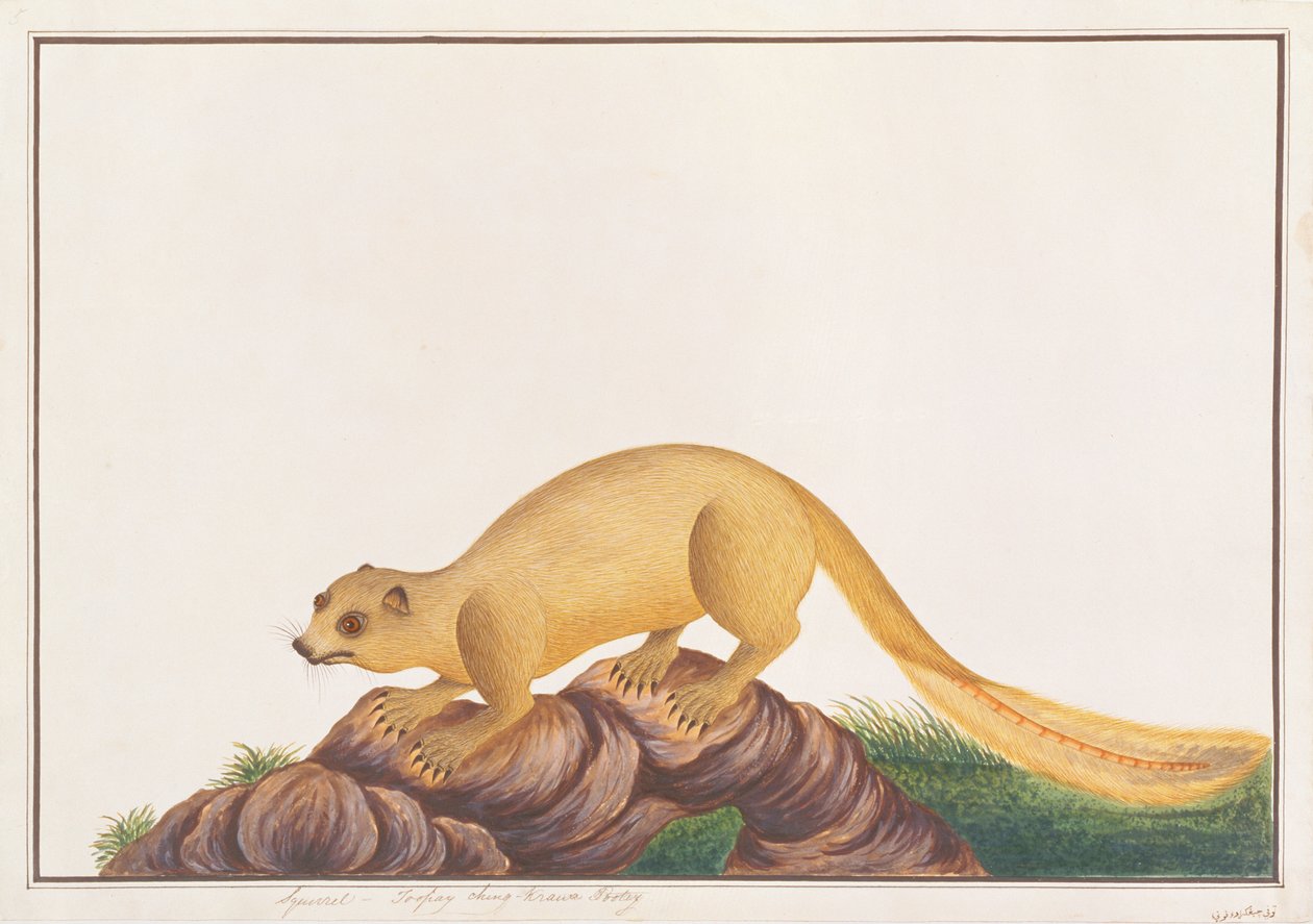 マラッカの動物、昆虫、爬虫類の絵からのクリーム色の巨大なリス、c.1805-18（紙とトイレとガッシュ） 作： 中国語学校