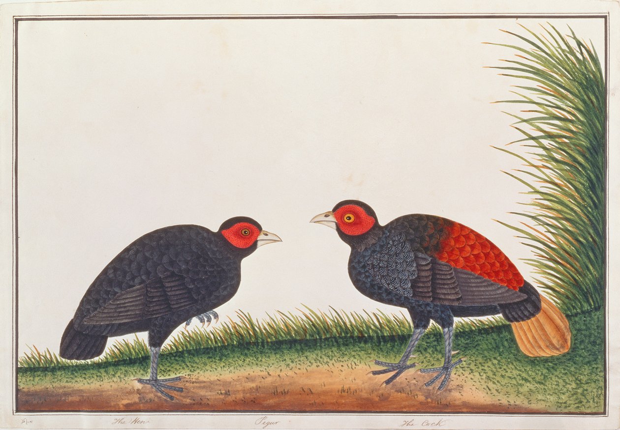クレストレスファイアバック、マラッカの鳥の絵、1805-18年頃（紙にトイレ） 作： 中国語学校