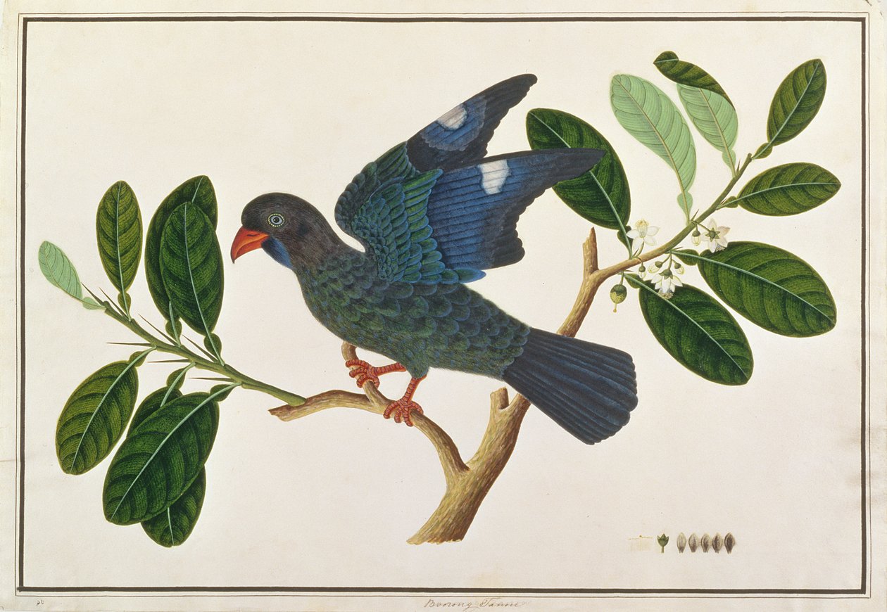 ダラーバード、マラッカの鳥の絵、1805-18年頃（紙にトイレ） 作： 中国語学校
