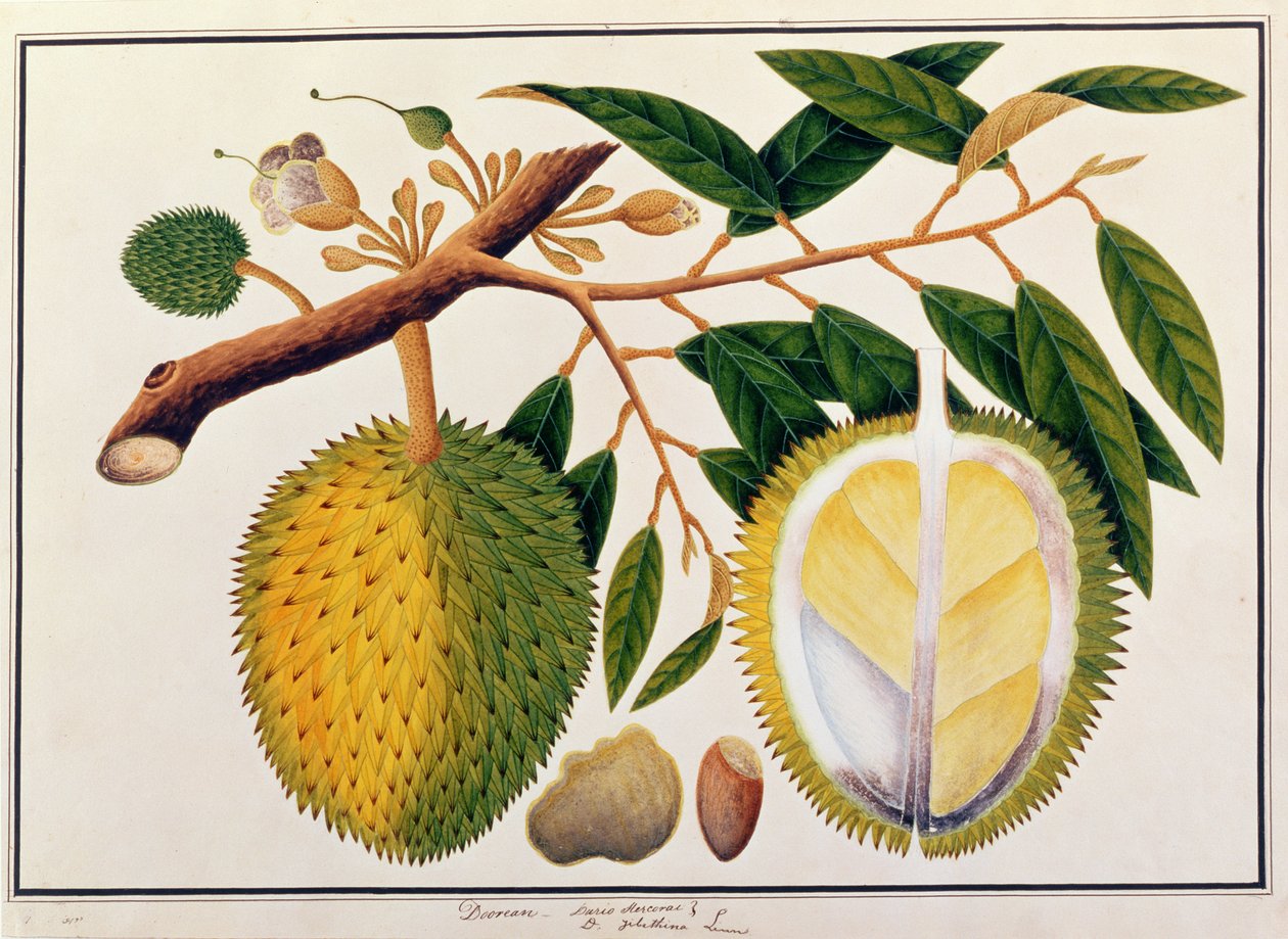 ドアラまたはデュリオエルコラエ、マラッカの植物の絵、c.1805-18（紙にトイレ） 作： 中国語学校