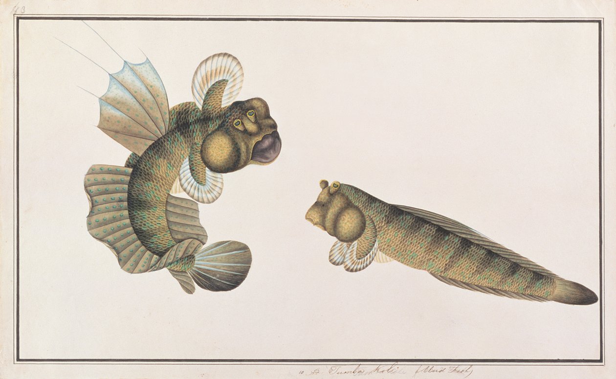ドラゴンマッドスキッパー、マラッカの魚の絵、1805-18年頃（紙にトイレ） 作： 中国語学校