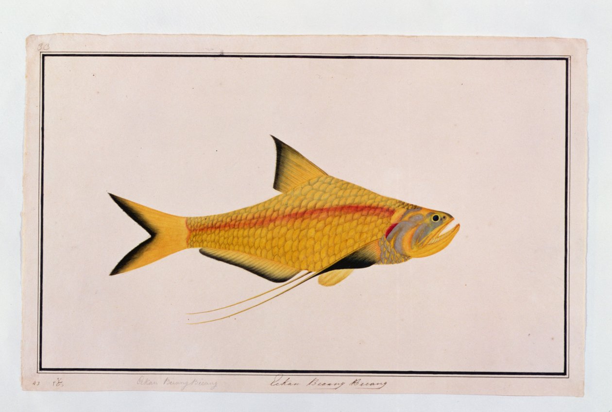 Eekan Bieung Bieung、マラッカの魚の絵、1805-18年頃（紙にトイレ） 作： 中国語学校