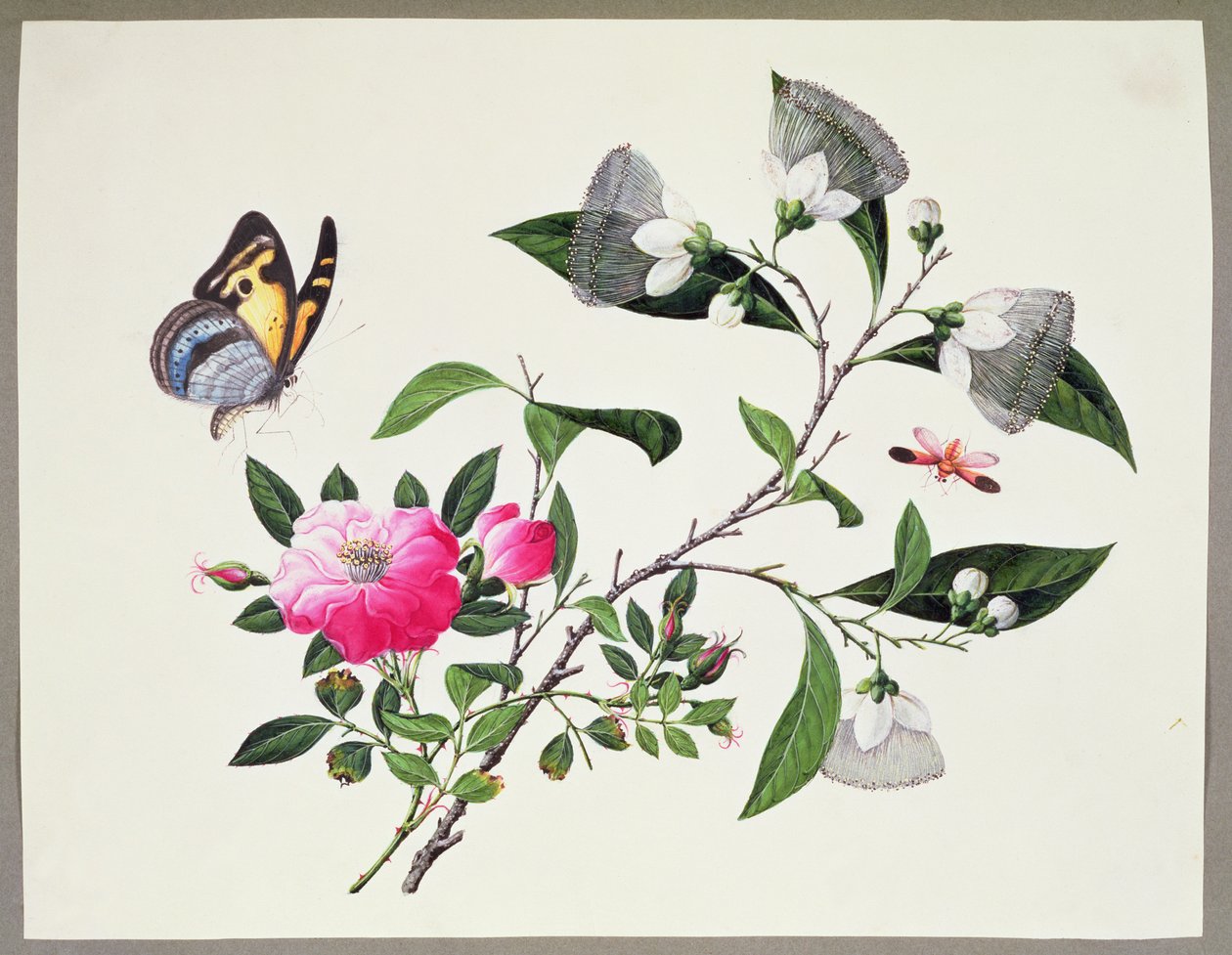 花の研究と昆虫 作： 中国語学校