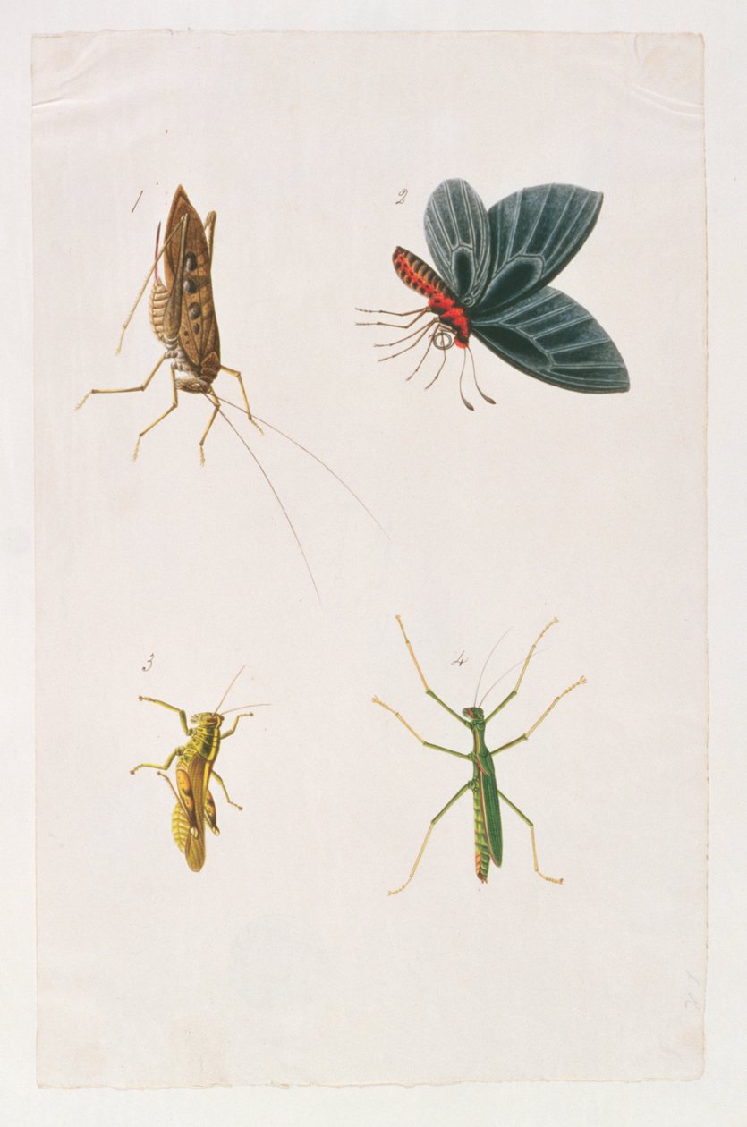 マラッカの動物、昆虫、爬虫類の絵からの4つの昆虫、c.1805-18（紙とトイレとガッシュ） 作： 中国語学校