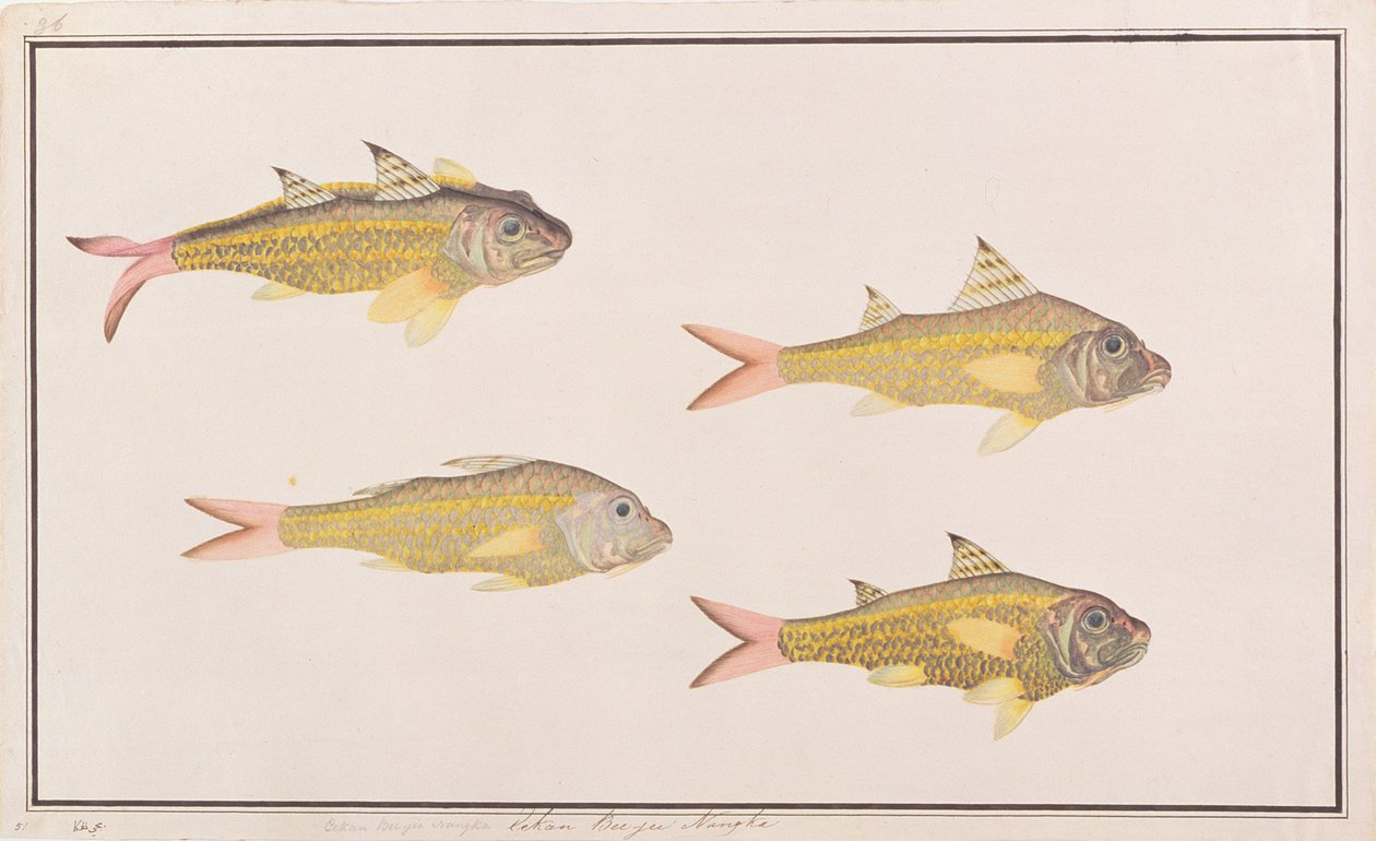マラッカの魚の絵からのヤギ、1805-18年頃（紙にwc） 作： 中国語学校