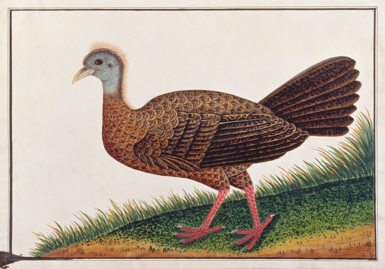 偉大なアーガス、マラッカの鳥の絵、1805-18年頃（紙にトイレ） 作： 中国語学校