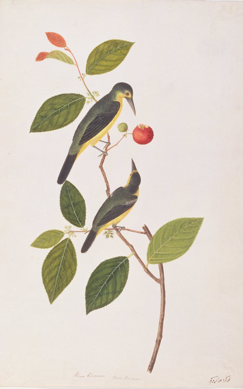 マラッカの鳥の絵からの偉大なイオラ、1805-18年頃（紙にwc） 作： 中国語学校