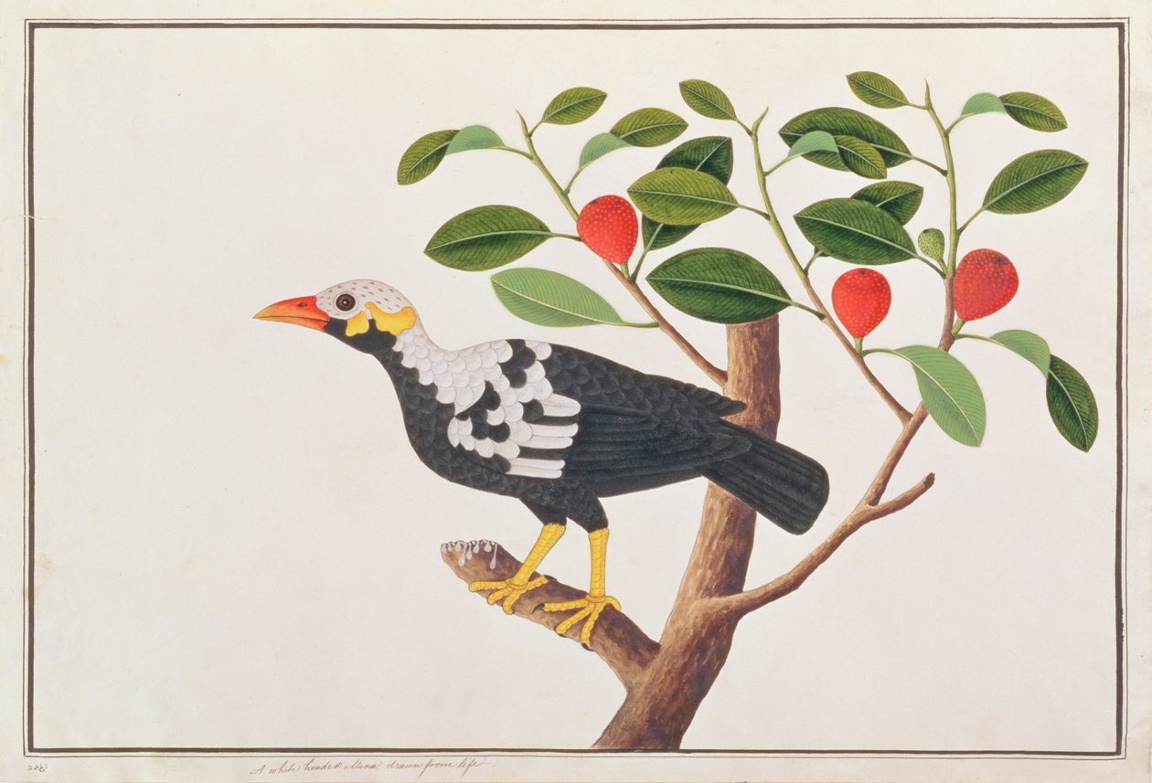 ヒルマイナ、マラッカの鳥の絵、1805-18年頃（紙にwc） 作： 中国語学校