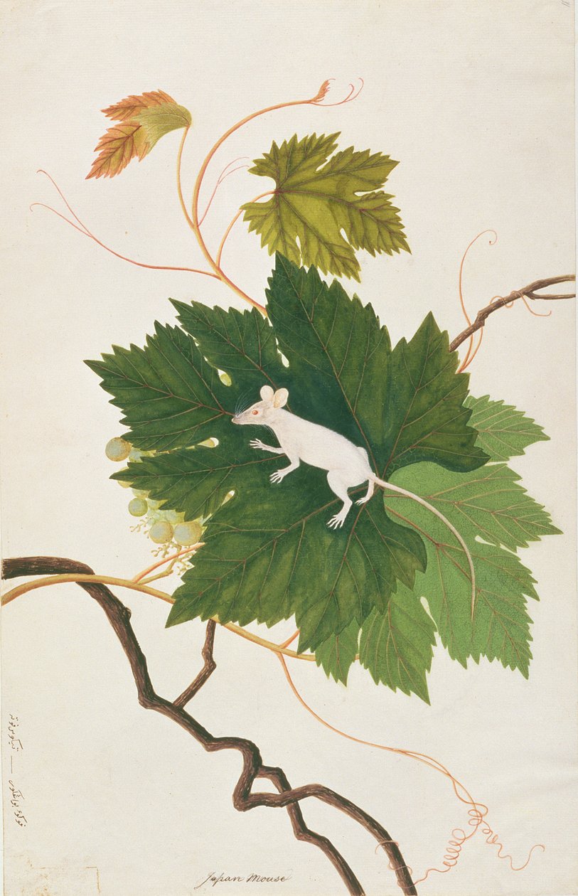 家のマウス、マラッカの動物、昆虫、爬虫類の絵から、c.1805-18（紙とトイレとガッシュ） 作： 中国語学校