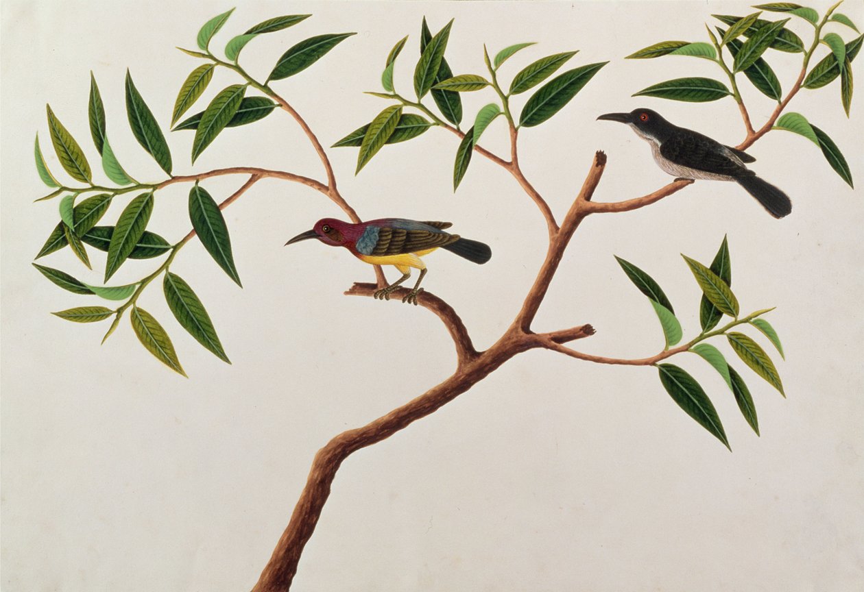 1805-18年頃のマラッカの鳥の絵からのハミングバード、Boorong cherichap、（紙にトイレ） 作： 中国語学校