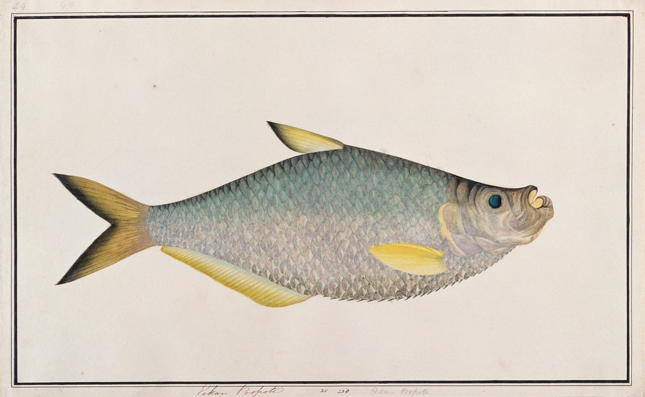 イリシャ、マラッカの魚の絵、1805-18年頃（紙にトイレ） 作： 中国語学校