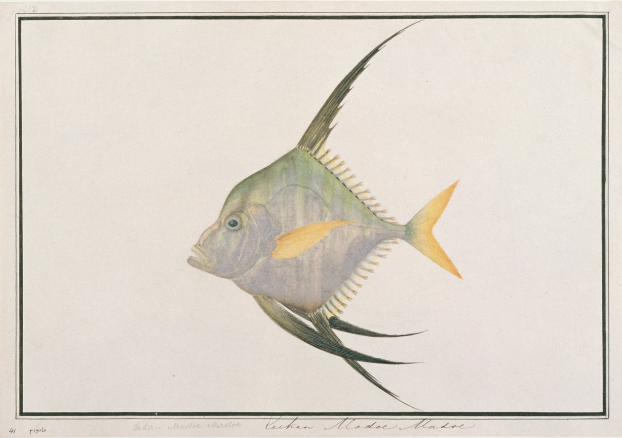 マラッカの魚の絵からのインディアンスレッドフィッシュ、c.1805-18（紙にトイレ） 作： 中国語学校