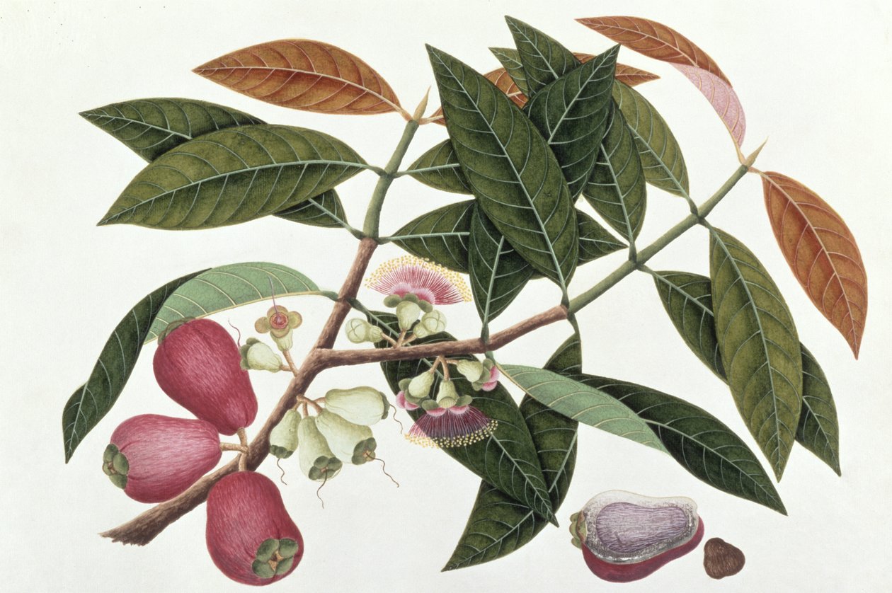 Jamboo Telore meraまたはEugenia Malacceusis、マラッカの植物の絵、c.1805-18（紙のトイレ） 作： 中国語学校