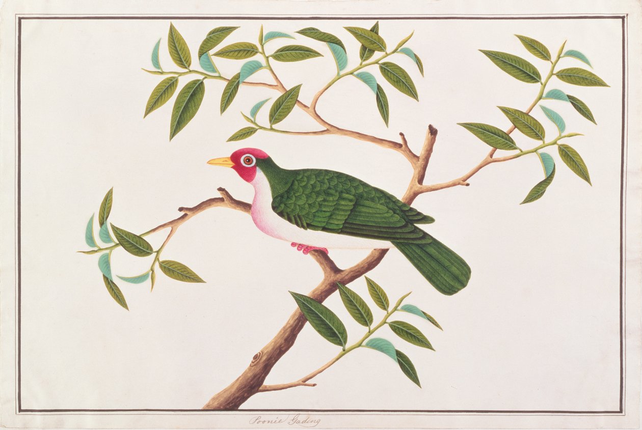 Jambu Fruit-dove、マラッカの鳥の絵、1805-18年頃（紙にトイレ） 作： 中国語学校