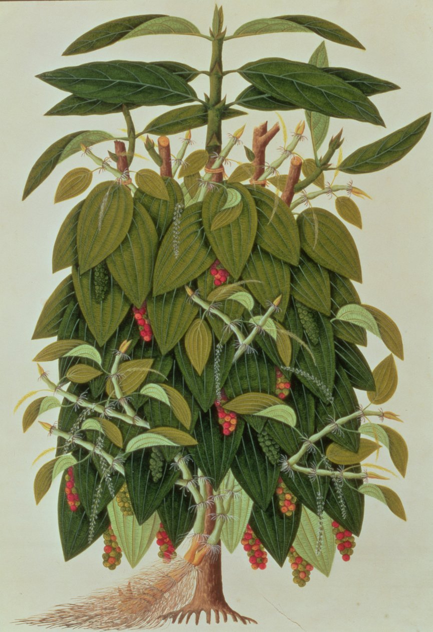 マラッカの植物の絵からの溶岩エタムまたはブラックペッパー、c.1805-18（紙にトイレ） 作： 中国語学校