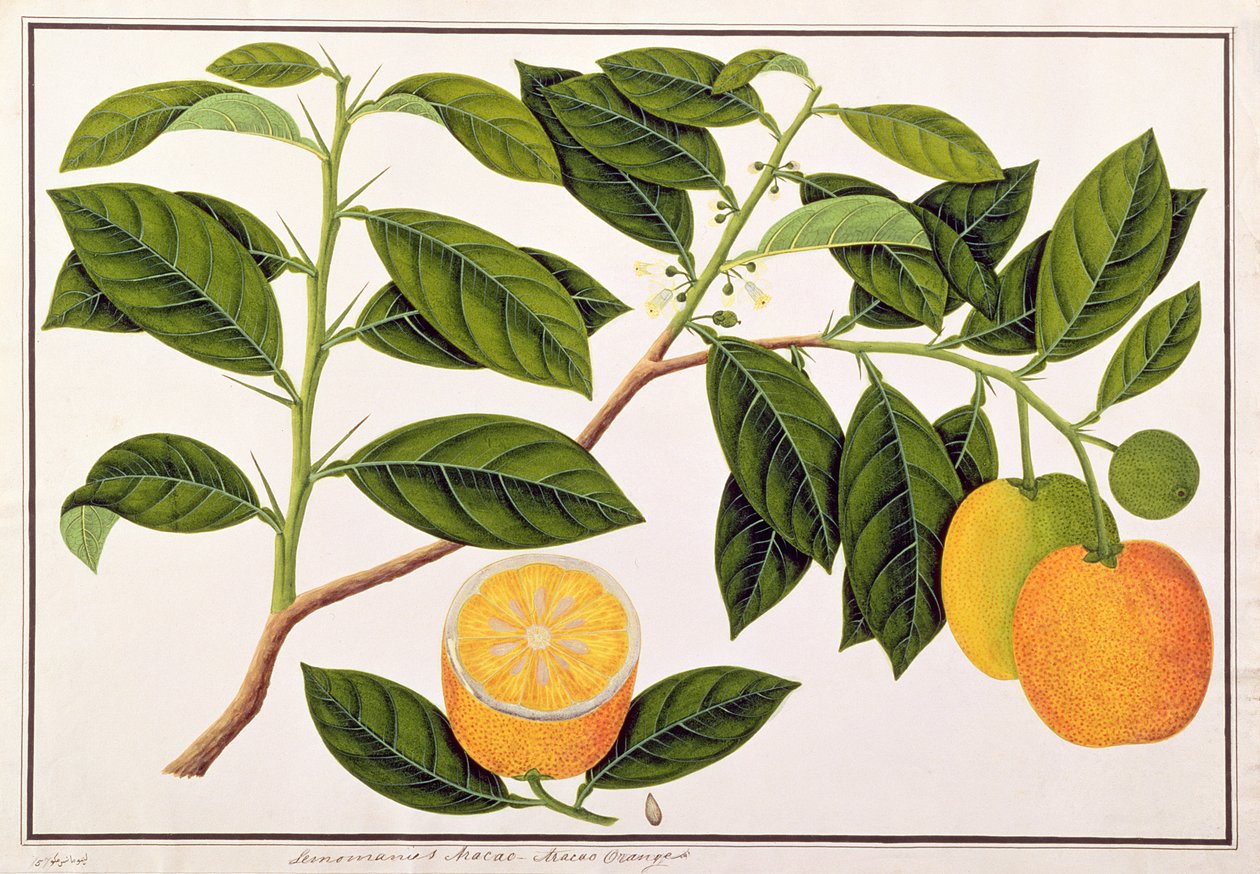 Lemomaniesマカオ-マカオオレンジ、マラッカの植物の絵から、1805-18年頃（紙にトイレ） 作： 中国語学校