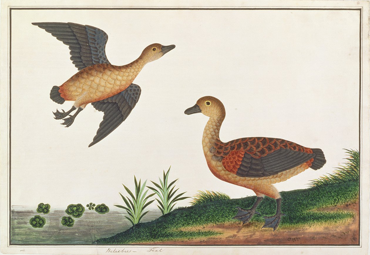 レッサーツリーダック、マラッカの鳥の絵、1805-18年頃（紙にトイレ） 作： 中国語学校