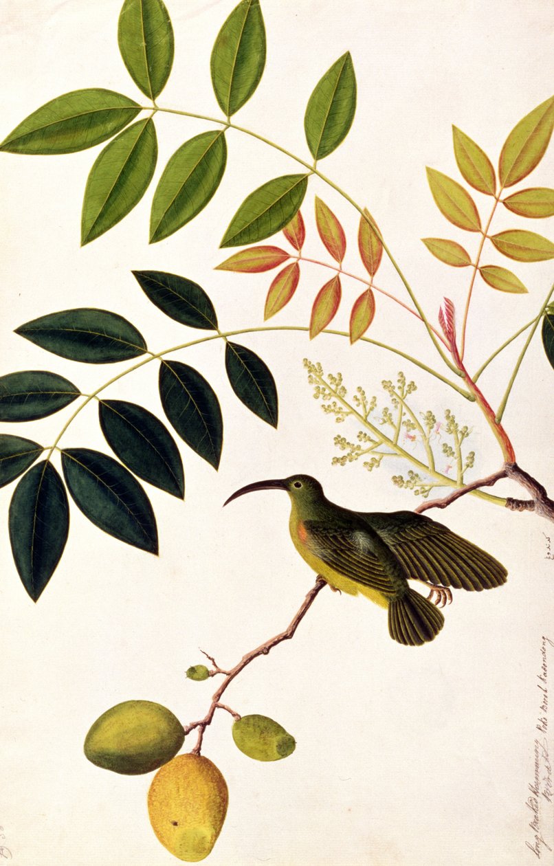 マラッカの鳥の絵、1805-18年頃の長いくちばしのハチドリ、Poko Booah Kadonong 作： 中国語学校
