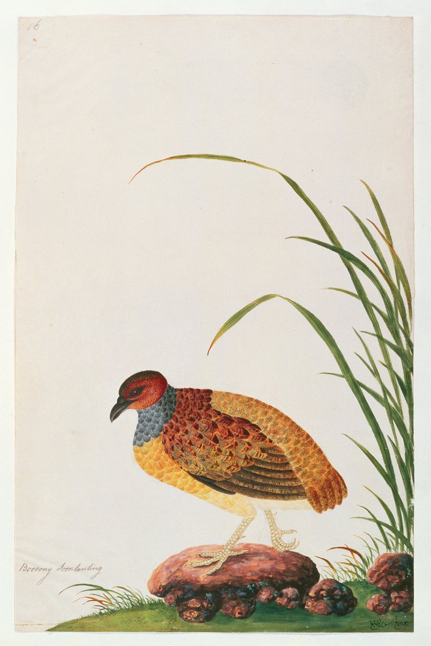 マラケスの鳥の絵、1805-18年頃の長期請求ヤマウズラ（紙にトイレ） 作： 中国語学校