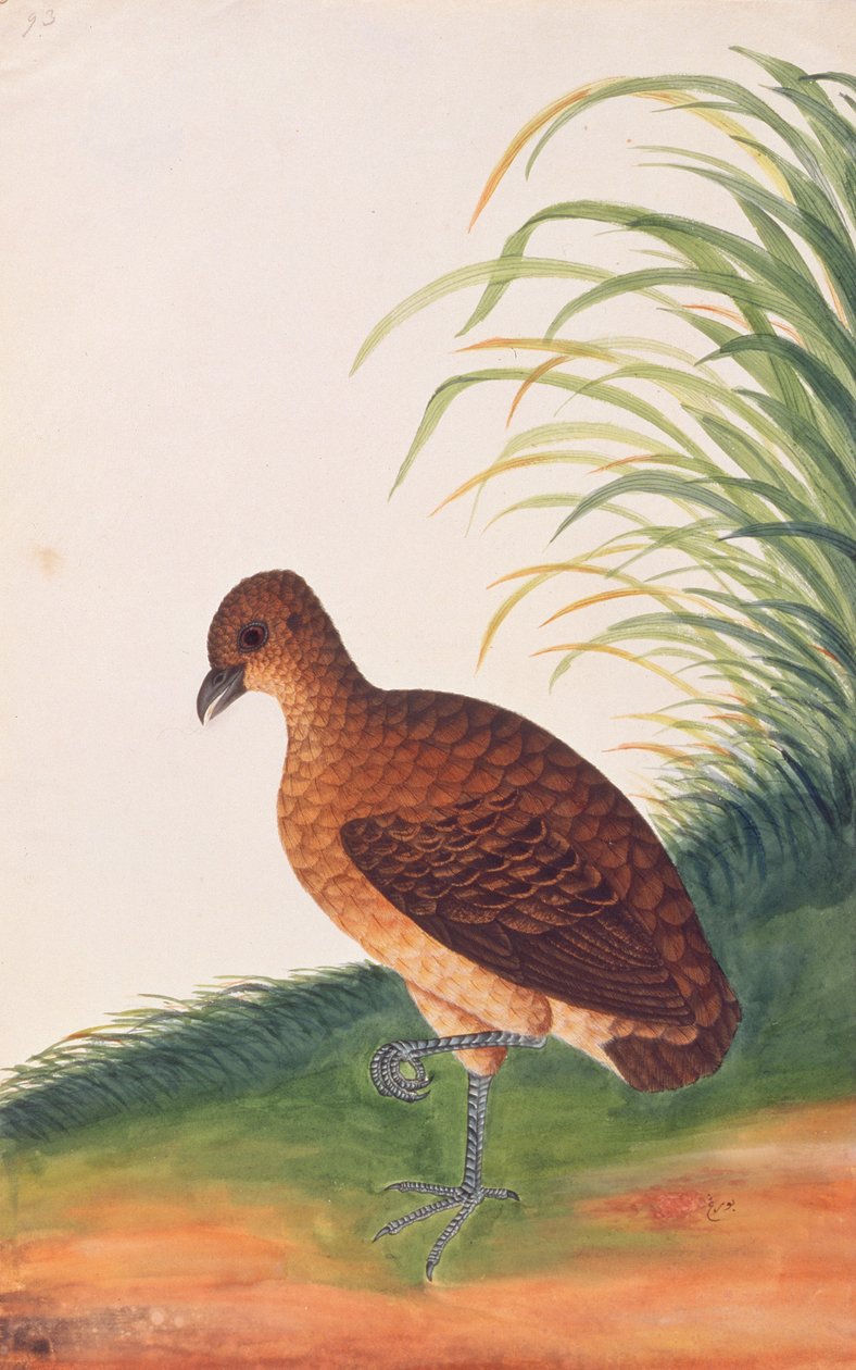 マラケスの鳥の絵、1805-18年頃の長期請求ヤマウズラ（紙にトイレ） 作： 中国語学校