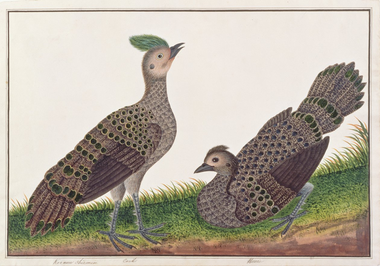 マレークジャクジー、マラッカの鳥の絵、1805年から1818年（紙にトイレ） 作： 中国語学校